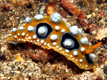 Ocellated Phyllidia - Phyllidia ocellata - Lembeh Strait, Indonesia