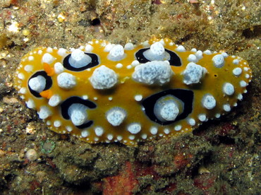 Ocellated Phyllidia - Phyllidia ocellata - Lembeh Strait, Indonesia