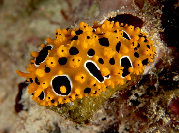 Ocellated Phyllidia - Phyllidia ocellata - Fiji