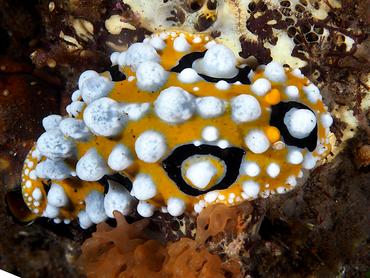 Ocellated Phyllidia - Phyllidia ocellata - Bali, Indonesia