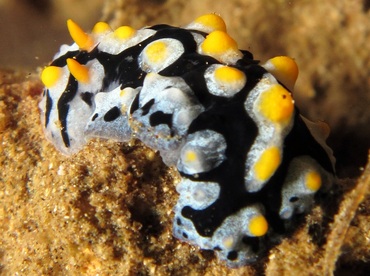 Painted Phyllidia - Phyllidia picta - Dumaguete, Philippines