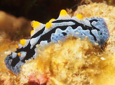 Painted Phyllidia - Phyllidia picta - Lembeh Strait, Indonesia