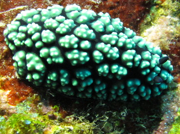 Pimpled Phyllidiella - Phyllidiella pustulosa - Lembeh Strait, Indonesia