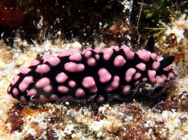 Pimpled Phyllidiella - Phyllidiella pustulosa - Big Island, Hawaii