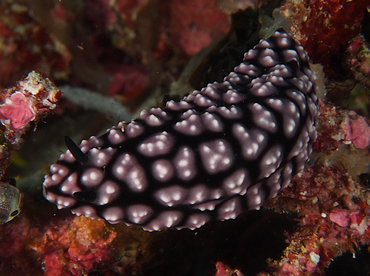 Pimpled Phyllidiella - Phyllidiella pustulosa - Wakatobi, Indonesia
