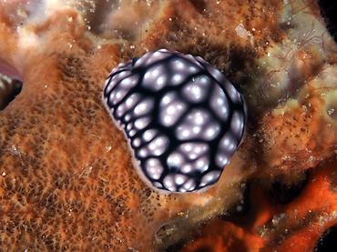 Pimpled Phyllidiella - Phyllidiella pustulosa - Lombok, Indonesia
