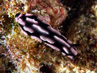 Rose Phyllidiella - Phyllidiella rosans - Fiji