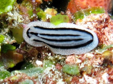 Striped Phyllidiopsis - Phyllidiopsis striata - Yap, Micronesia