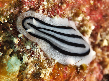 Striped Phyllidiopsis - Phyllidiopsis striata - Wakatobi, Indonesia