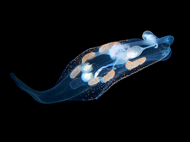 Pelagic Nudibranch - Phylliroe bucephalum - Palm Beach, Florida