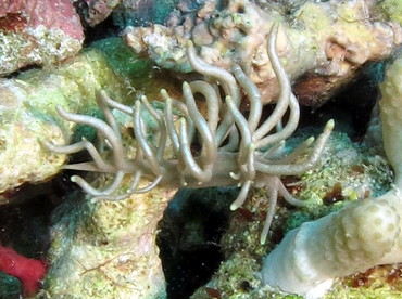 Yellow-Tipped Phyllodesmium - Phyllodesmium briareum - Dumaguete, Philippines