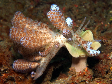 Solar-Powered Phyllodesmium - Phyllodesmium longicirrum - Lembeh Strait, Indonesia