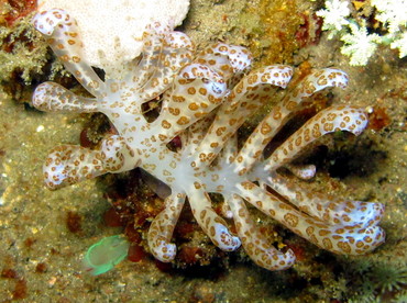 Solar-Powered Phyllodesmium - Phyllodesmium longicirrum - Lembeh Strait, Indonesia