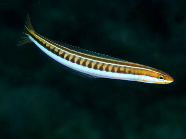 Piano Fangblenny - Plagiotremus tapeinosoma - Fiji