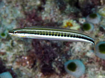 Piano Fangblenny - Plagiotremus tapeinosoma - Great Barrier Reef, Australia