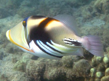 Picasso Triggerfish - Rhinecanthus aculeatus - Big Island, Hawaii