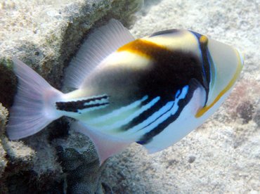 Picasso Triggerfish - Rhinecanthus aculeatus - Big Island, Hawaii