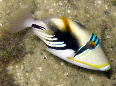 Picasso Triggerfish - Rhinecanthus aculeatus - Palau