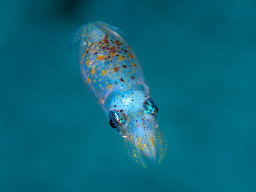 Grass Squid - Pickfordiateuthis pulchella - Turks and Caicos