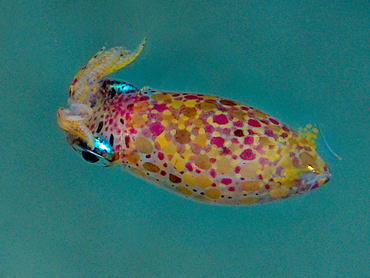 Grass Squid - Pickfordiateuthis pulchella - Turks and Caicos
