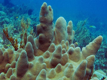 Pillar Coral - Dendrogyra cylindrus - Belize
