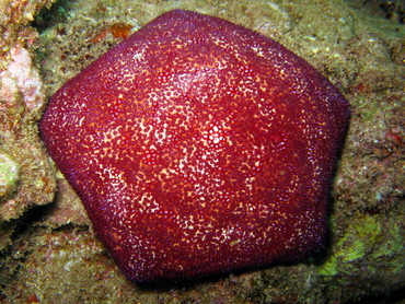 Pin Cushion Sea Star - Culcita novaeguineae - Maui, Hawaii