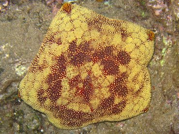 Pin Cushion Sea Star - Culcita novaeguineae - Lanai, Hawaii