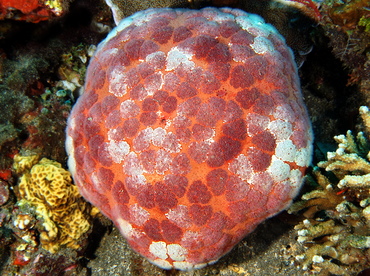 Pin Cushion Sea Star - Culcita novaeguineae - Bali, Indonesia