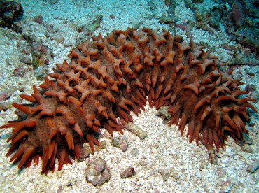 Pineapple Sea Cucumber - Thelenota ananas - Palau