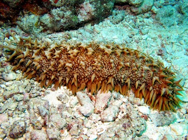 Pineapple Sea Cucumber - Thelenota ananas - Yap, Micronesia