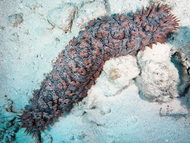 Pineapple Sea Cucumber - Thelenota ananas - Great Barrier Reef, Australia