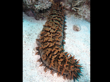 Pineapple Sea Cucumber - Thelenota ananas - Great Barrier Reef, Australia