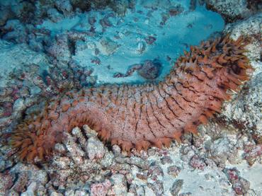 Pineapple Sea Cucumber - Thelenota ananas - Rangiroa, French Polynesia
