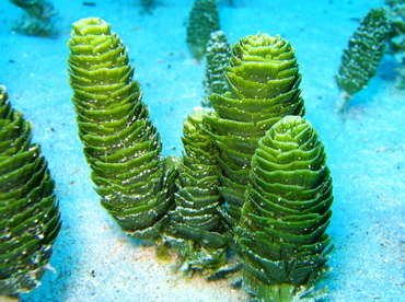 Pinecone Alga - Rhipocephalus phoenix - Nassau, Bahamas
