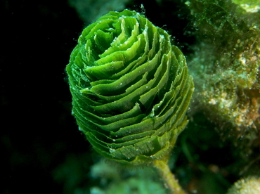 Pinecone Alga - Rhipocephalus phoenix - The Exumas, Bahamas