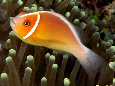 Pink Anemonefish - Amphiprion perideraion - Palau