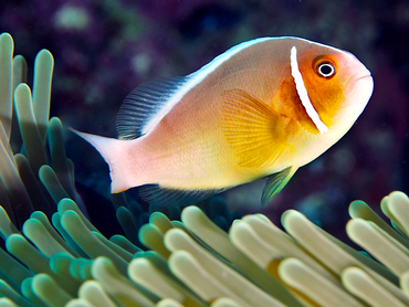 Pink Anemonefish - Amphiprion perideraion - Great Barrier Reef, Australia