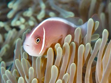 Pink Anemonefish - Amphiprion perideraion - Komodo, Indonesia