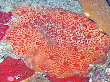Pink and Red Encrusting Sponge - Spirastrella coccinea - Little Cayman