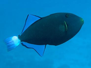 Pinktail Triggerfish - Melichthys vidua - Moorea, French Polynesia