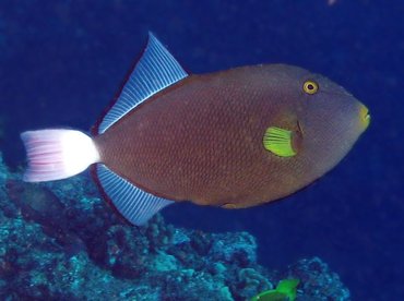 Pinktail Triggerfish - Melichthys vidua - Lanai, Hawaii