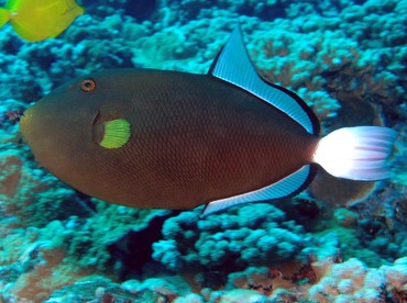 Pinktail Triggerfish - Melichthys vidua - Maui, Hawaii