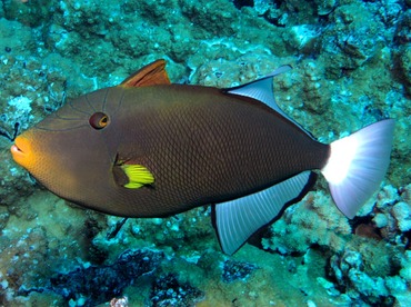 Pinktail Triggerfish - Melichthys vidua - Maui, Hawaii