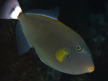 Pinktail Triggerfish - Melichthys vidua - Wakatobi, Indonesia