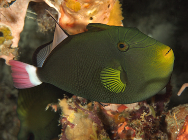 Pinktail Triggerfish - Melichthys vidua - Wakatobi, Indonesia