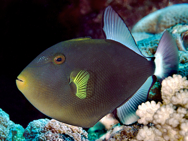 Pinktail Triggerfish - Melichthys vidua - Great Barrier Reef, Australia
