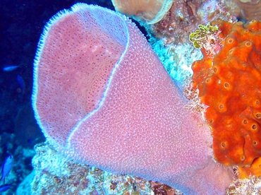 Pink Vase Sponge - Niphates digitalis - Little Cayman