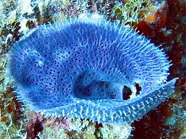 Pink Vase Sponge - Niphates digitalis - Little Cayman