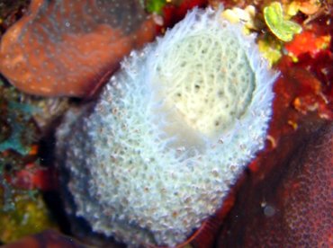 Pink Vase Sponge - Niphates digitalis - Turks and Caicos