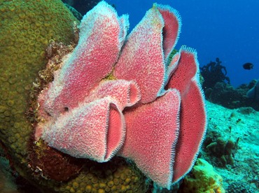 Pink Vase Sponge - Niphates digitalis - Cozumel, Mexico